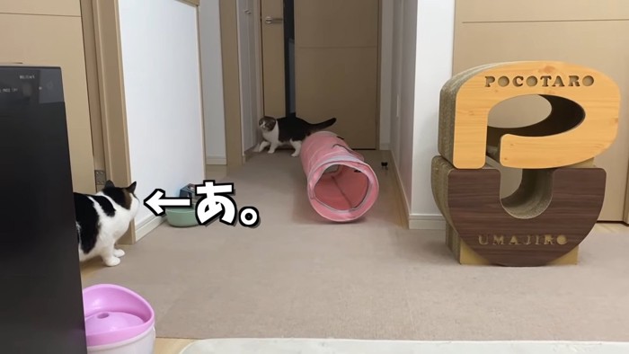 部屋の奥にいる猫と横から出てきた猫