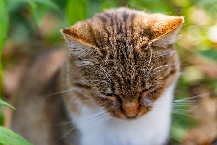 下をむく元気のなさそうな猫