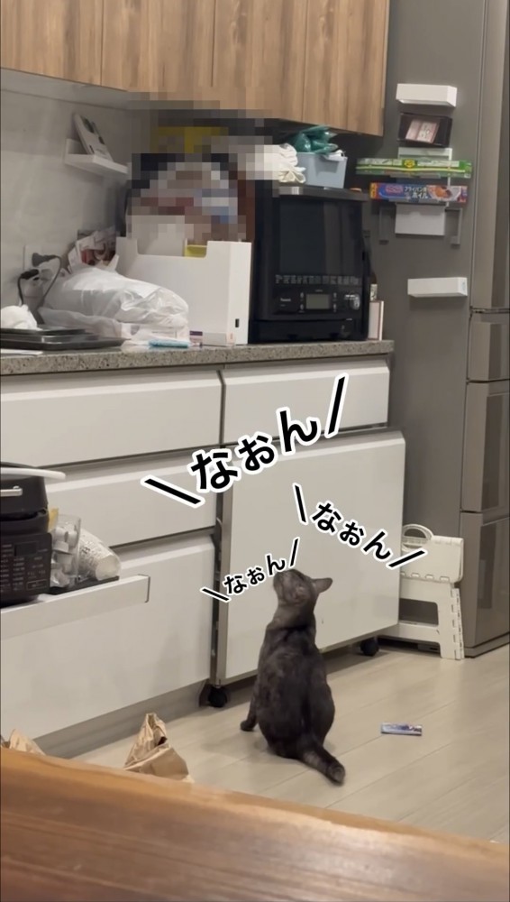 上を向いて鳴く猫