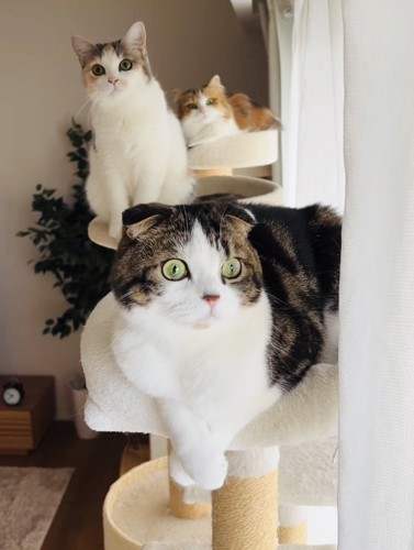 キャットタワーに乗る3匹のスコティッシュフォールド