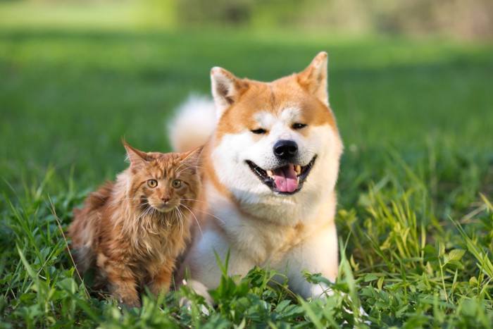 猫と犬