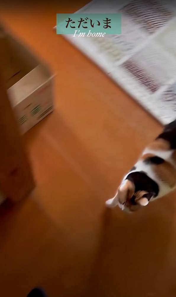 走る猫