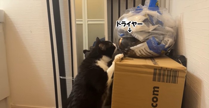 立ち上がる猫