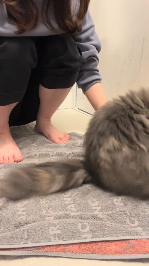 おしりを擦る猫