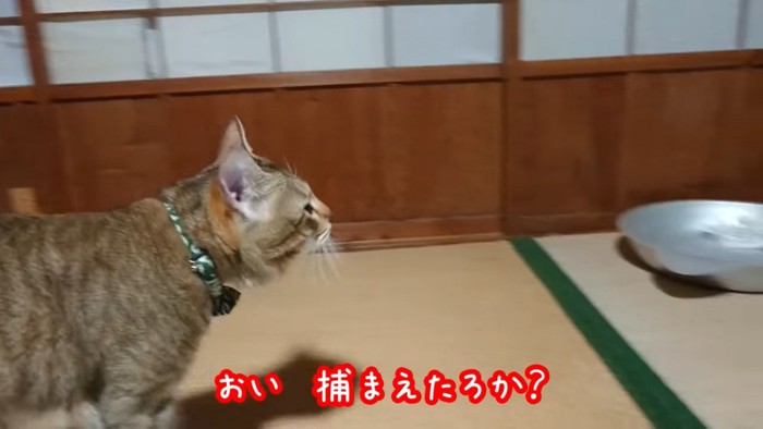 飼い主さんに声をかけられる猫