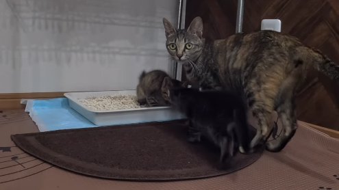 トイレで気張る子猫を見つめる子猫と近くにいる母猫