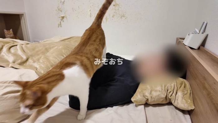 主さんを踏んでいくはっさくくん