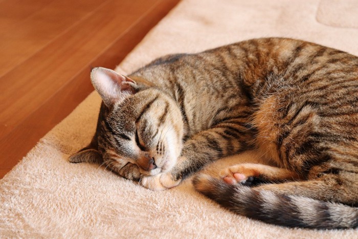 眠る麦わら猫
