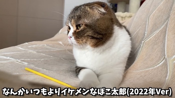 横を向く猫