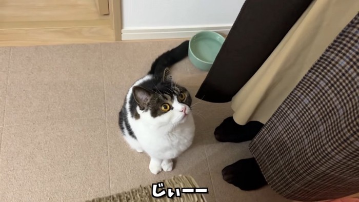 見上げる猫