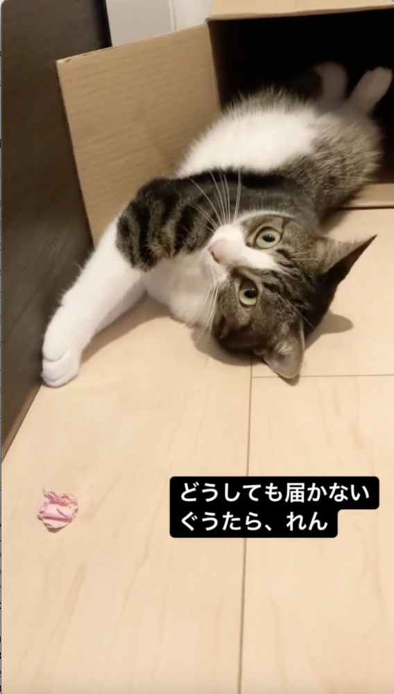 飼い主さんに視線を送る猫