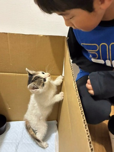 男の子を見る子猫