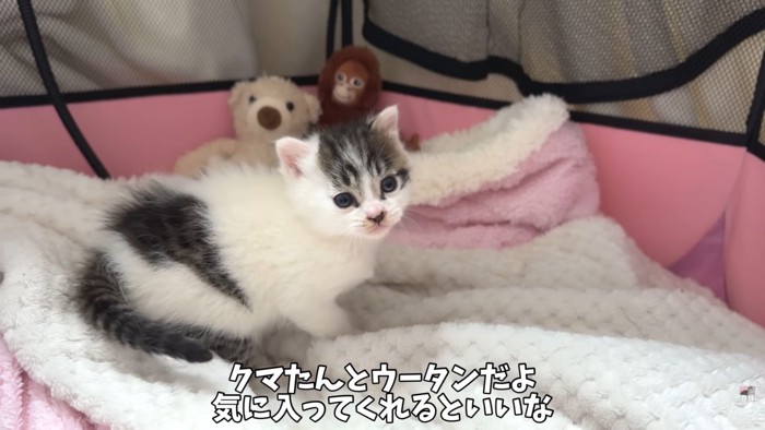 テロップ「クマたんとウータンだよ~」