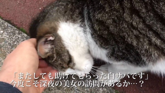 頭をなでられる猫