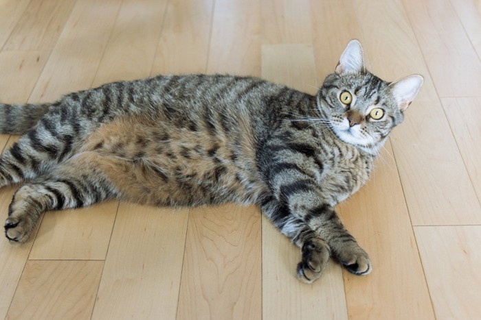 ビックリ顔のキジトラ猫