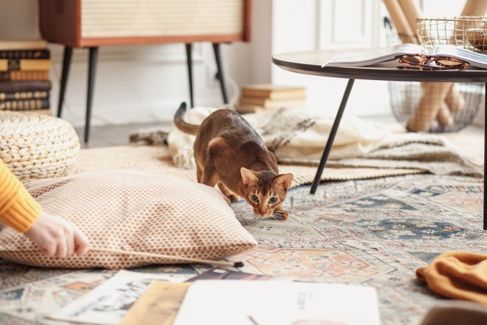 猫じゃらしを動かす人の手とそれを狙う猫