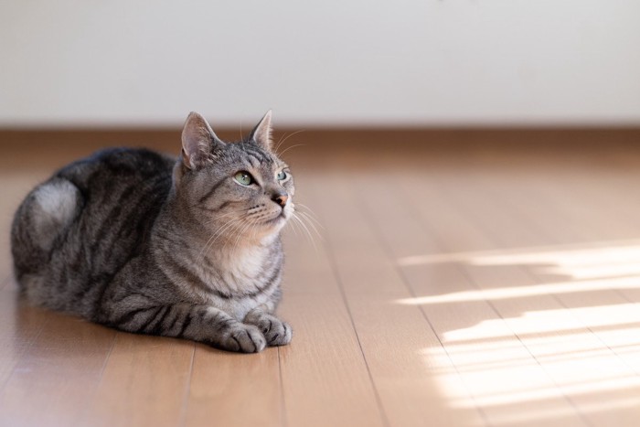 フローリングで上を見る猫