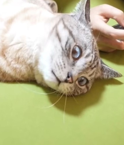 衝撃顔の猫のアップ
