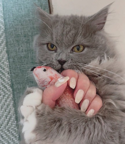 手を握る猫