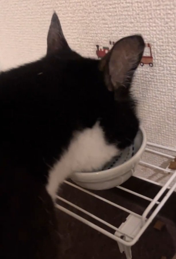 もぐもぐする猫