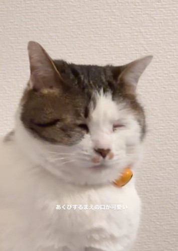 眠そうな猫