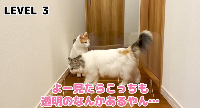 歩いている猫