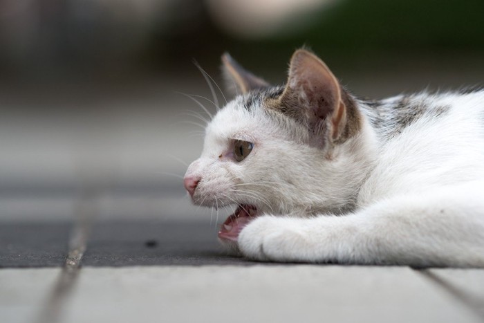 寺の廊下で寝る猫