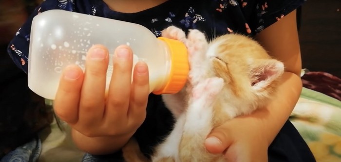 ミルクを飲む子猫