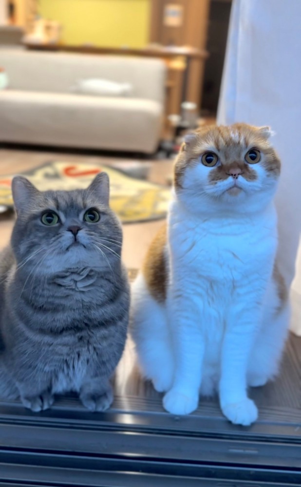 並んで座る2匹の猫