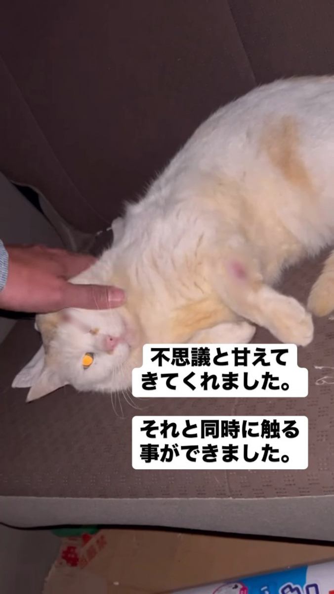 甘える猫