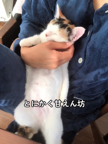 抱っこされる猫