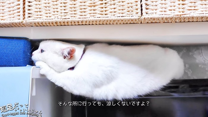 テレビの上に乗る猫