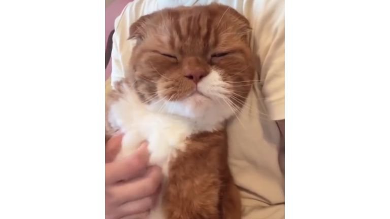 抱かれている猫