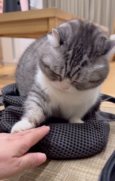 飼い主の手が近づくと、すかさず制止する猫