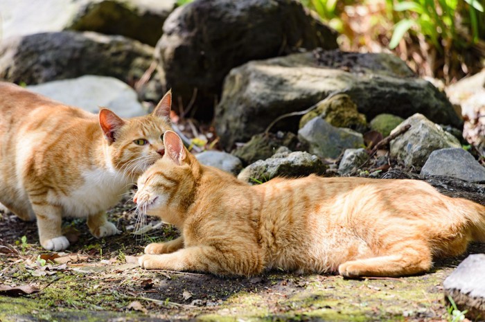 毛づくろいし合う二匹の猫