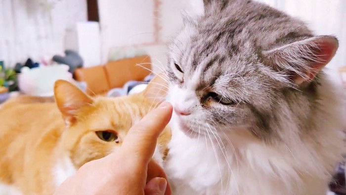 飼い主さんの手を見る2匹の猫