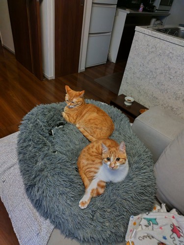 クッションに座る2匹の猫