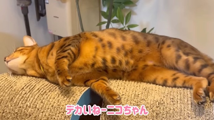 寝そべる猫