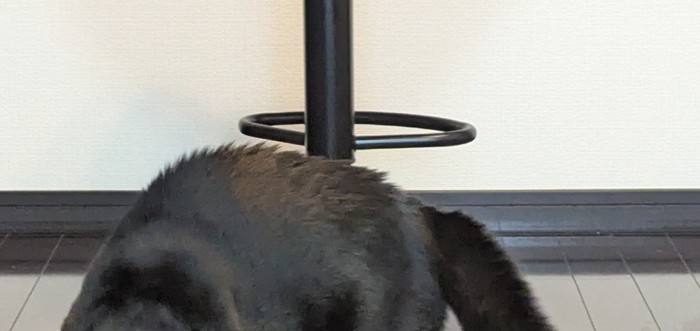 毛を逆立てた猫の背中