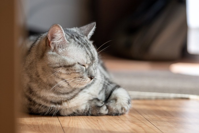 窓辺で目を閉じる猫