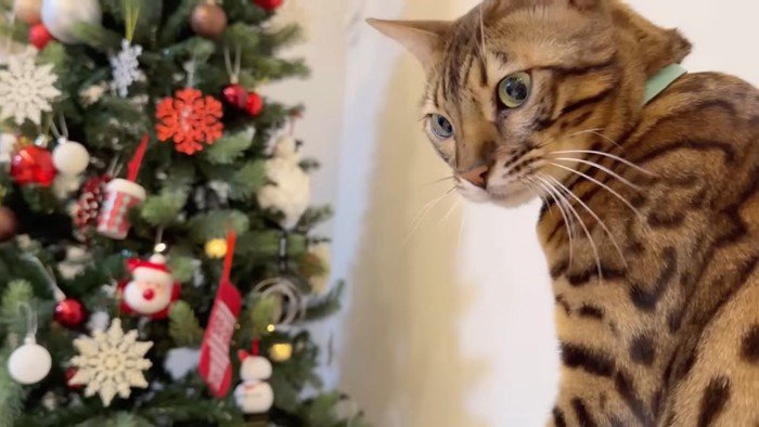 クリスマスツリーと緑色の首輪の猫