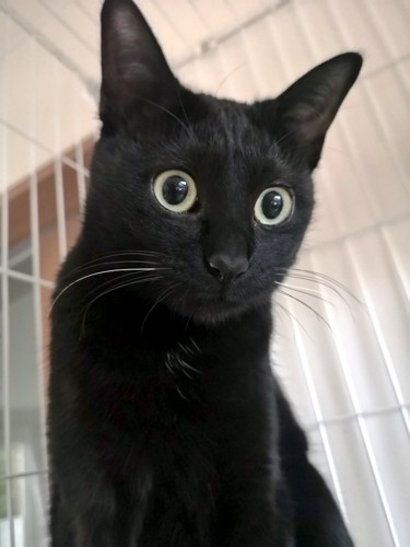 目が丸い猫