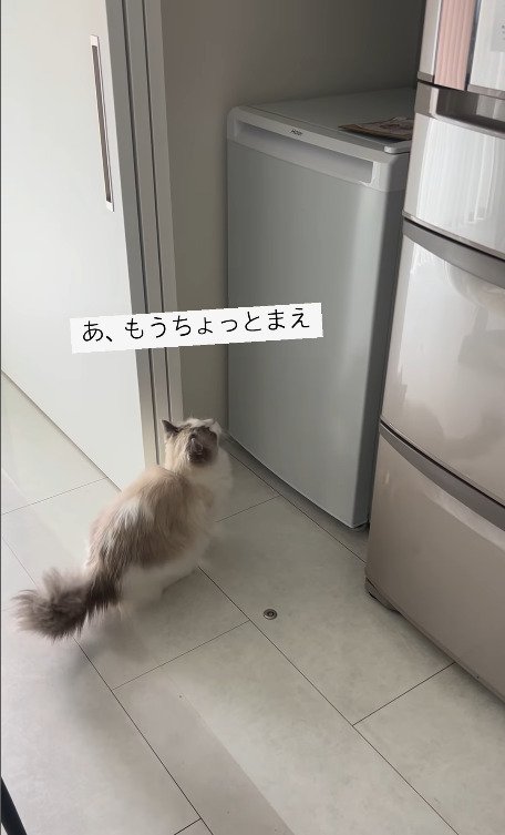 冷凍庫に近づく猫