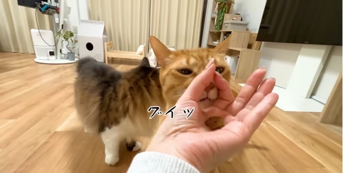 輪っかに顔を突っ込むまるとらさん