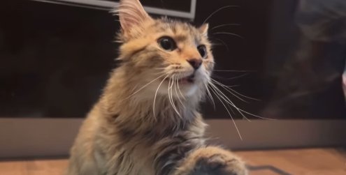 画面左側を見つめる瞳孔が開いた長毛猫