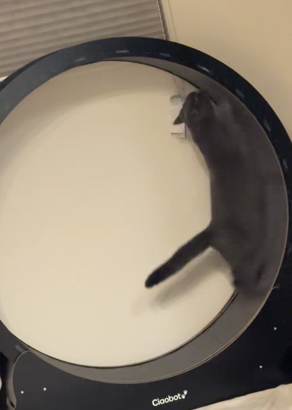 飛び上がる猫