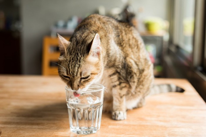 水飲む猫