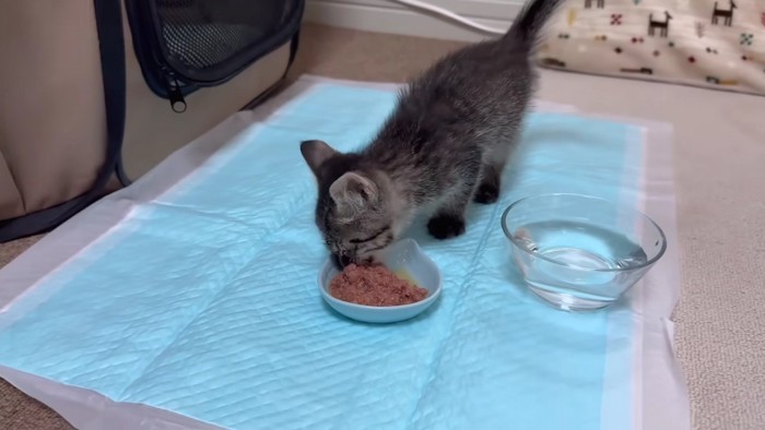 ごはんを食べる子猫