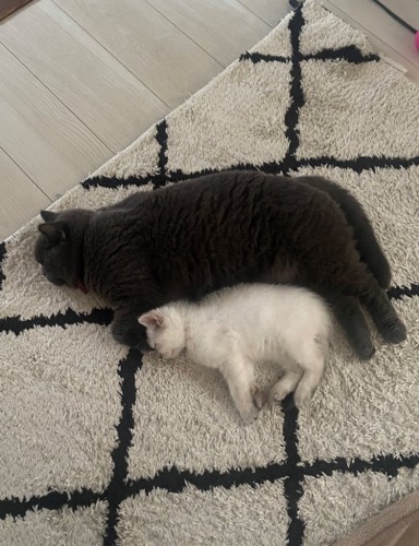 寝ている2匹の猫