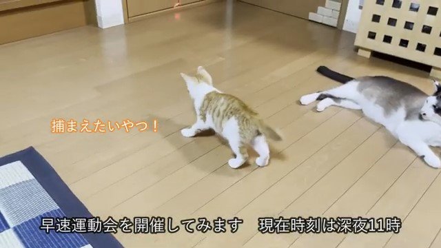 レザーポインターの光を追いかける子猫とそばにいる猫